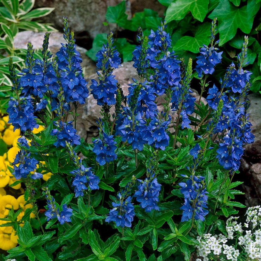 Вероника широколистная травянистое