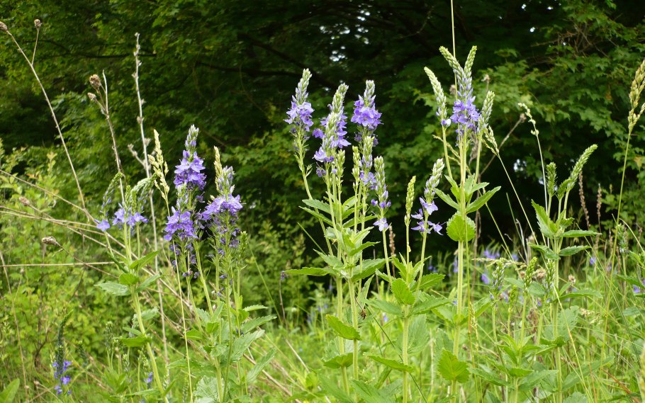 Вероника Полевая