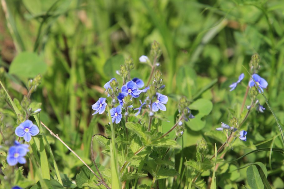 Вероника Австрийская Плантариум