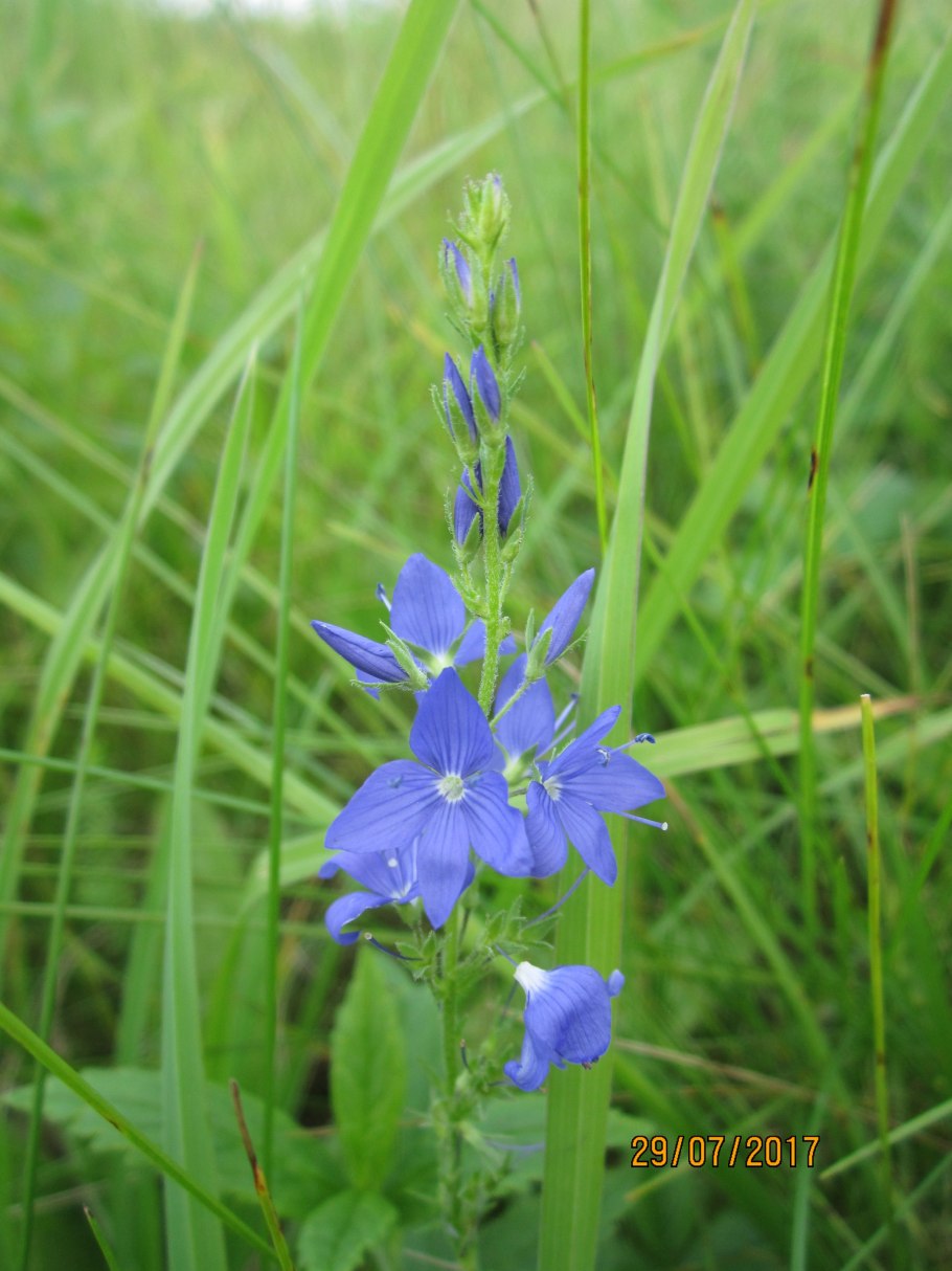 Вероника Teucrium