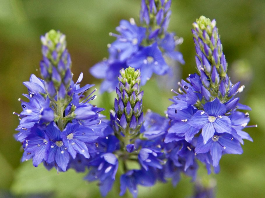 Вероника широколистная Роял Блю