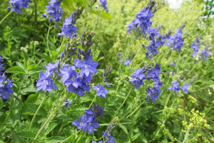 Вероника (, широколистная, узколистная)