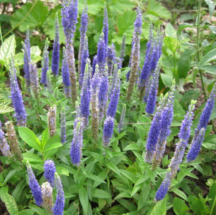 Veronica Teucrium