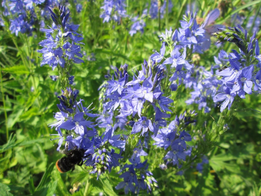 Вероника Teucrium