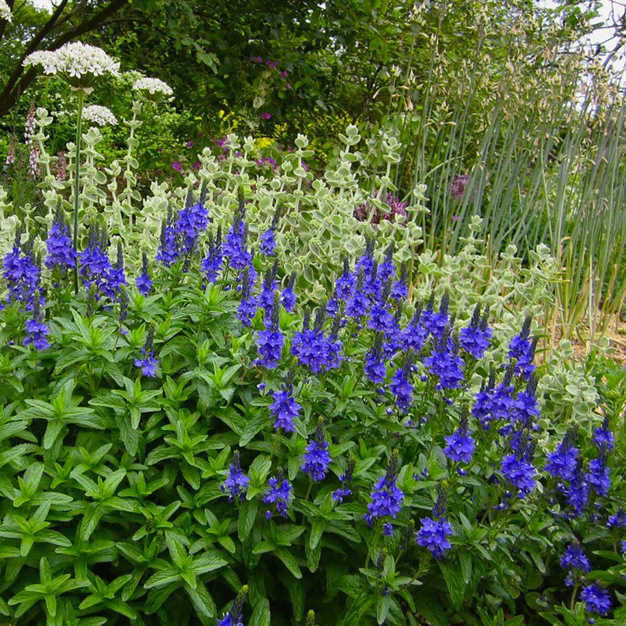 Вероника Австрийская Роял Блю