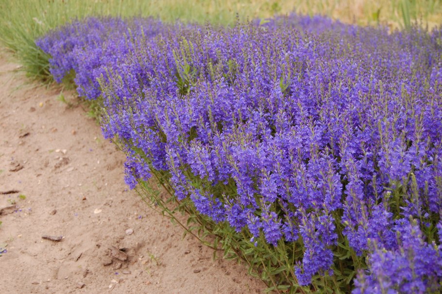 Вероника колосистая