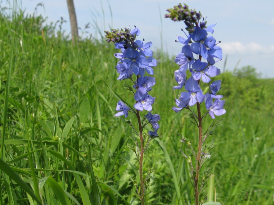 Вероника широколистная цветок