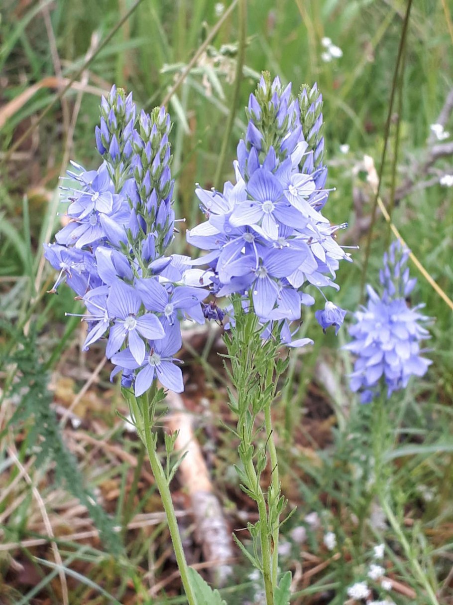 Дрема широколистная