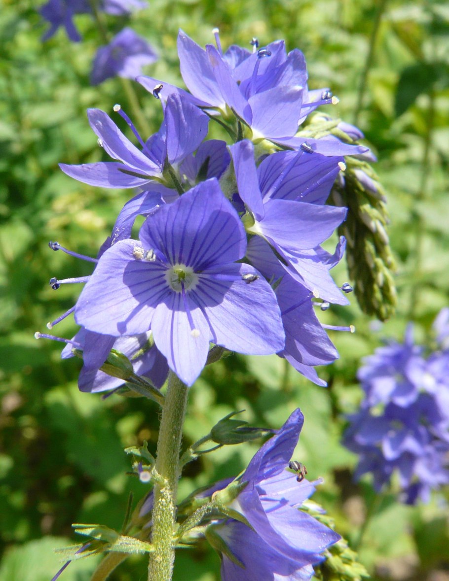 Вероника широколистная голубая