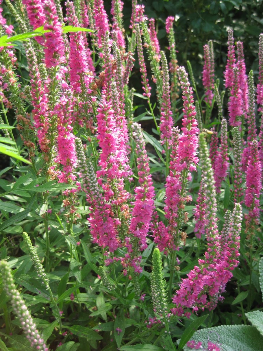 Вероника простертая Нестор