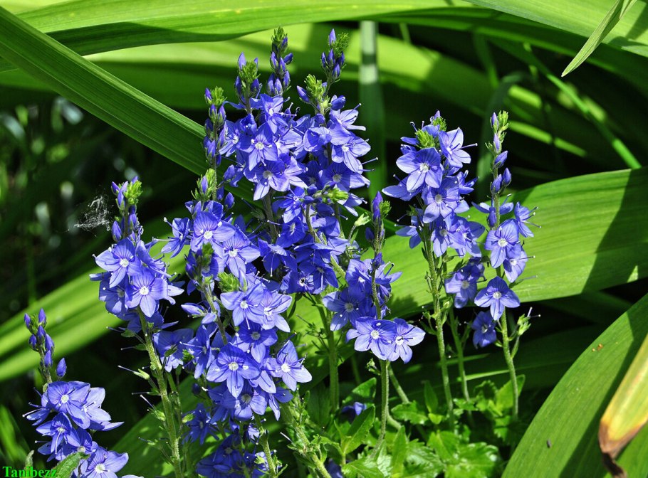 Вероника Австрийская Роял Блю