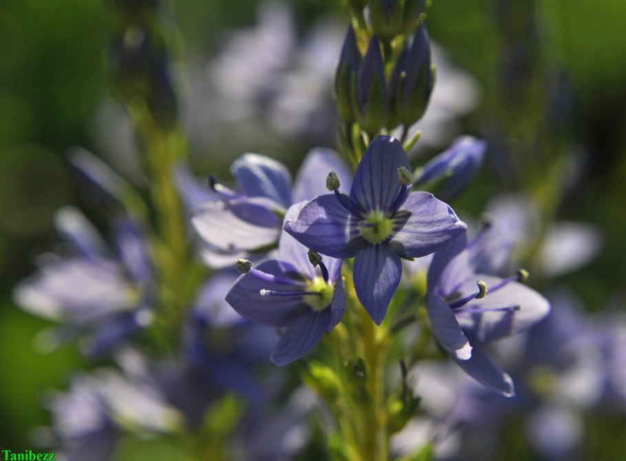 Вероника широколистная гербарий