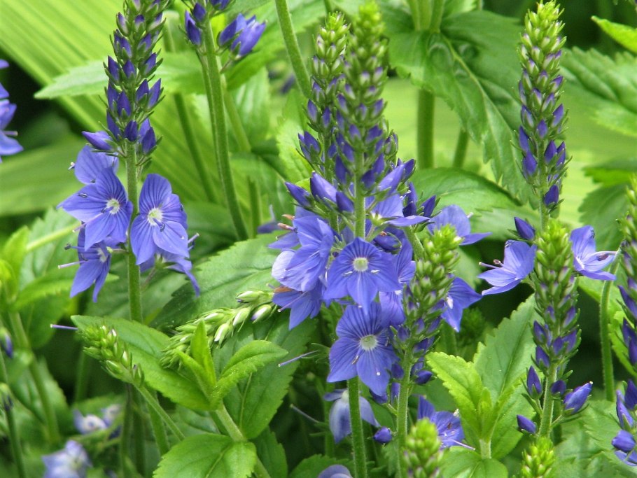 Вероника большая Veronica Teucrium