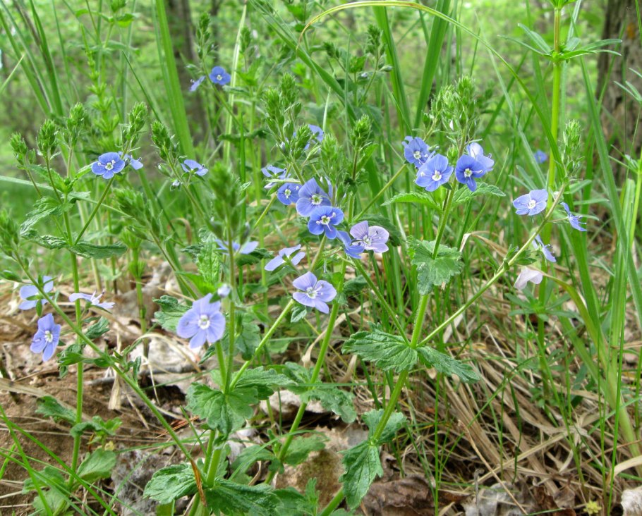 Вероника широколистная формула цветка