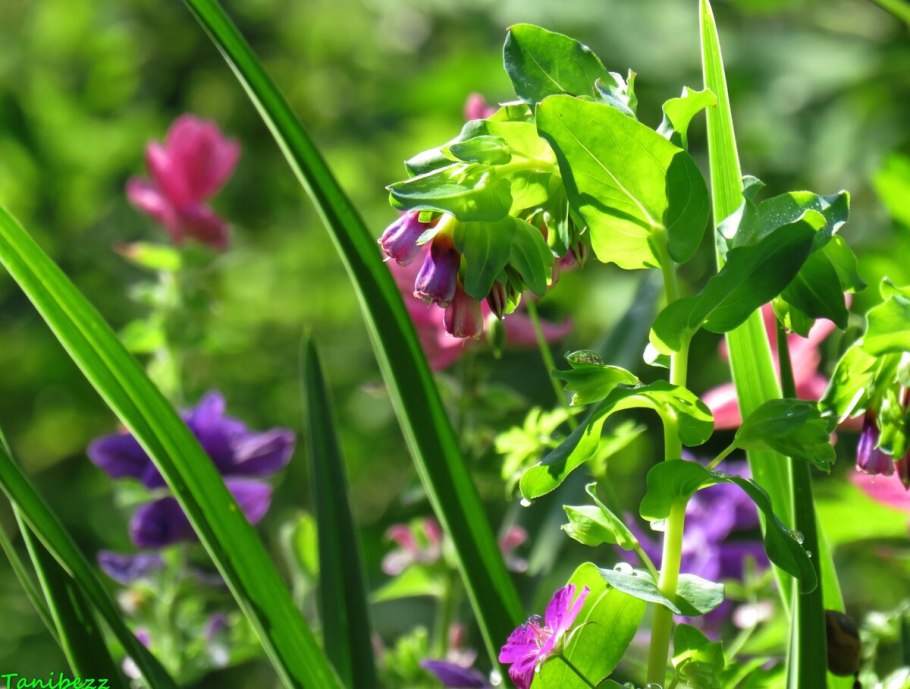 Растение Вероника широколистная