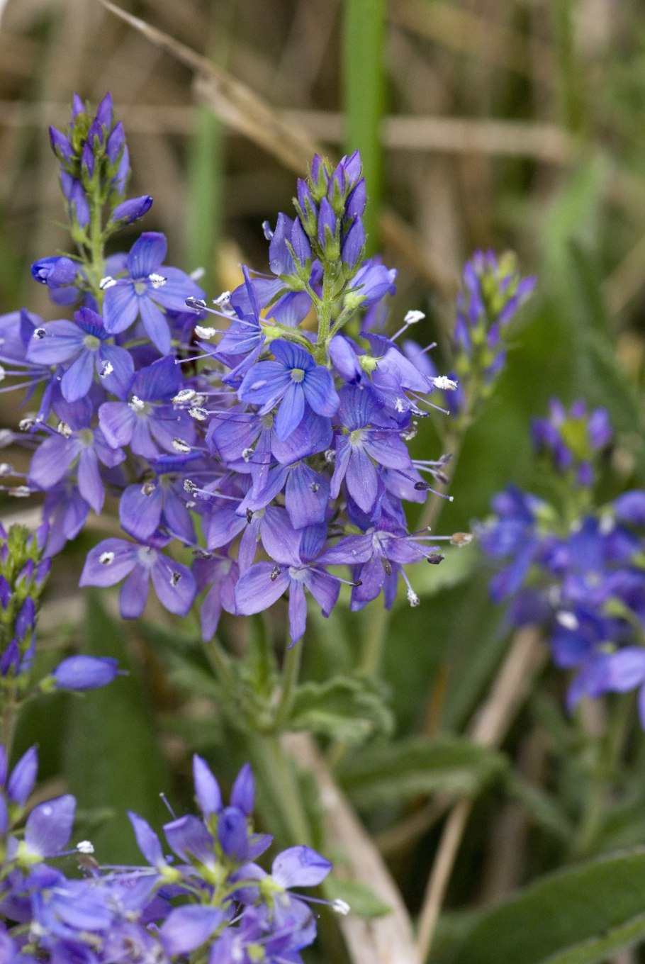 Вероника широколистная Роял Блю