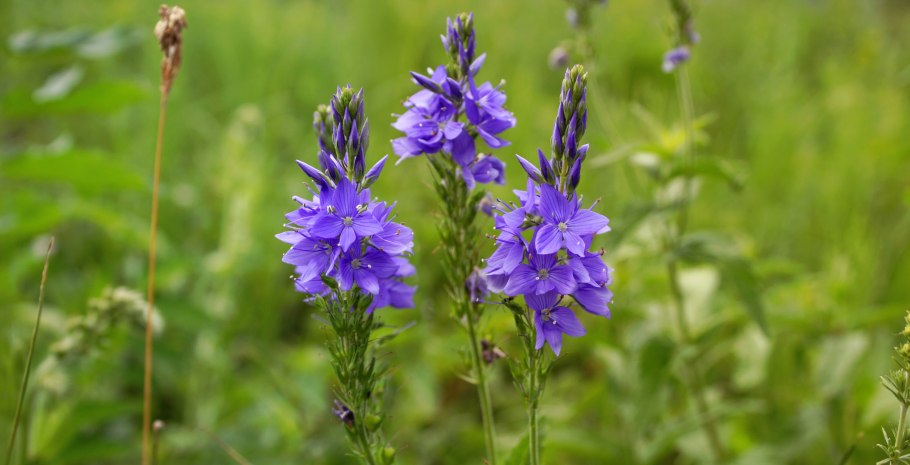 Вероника широколистная цветок