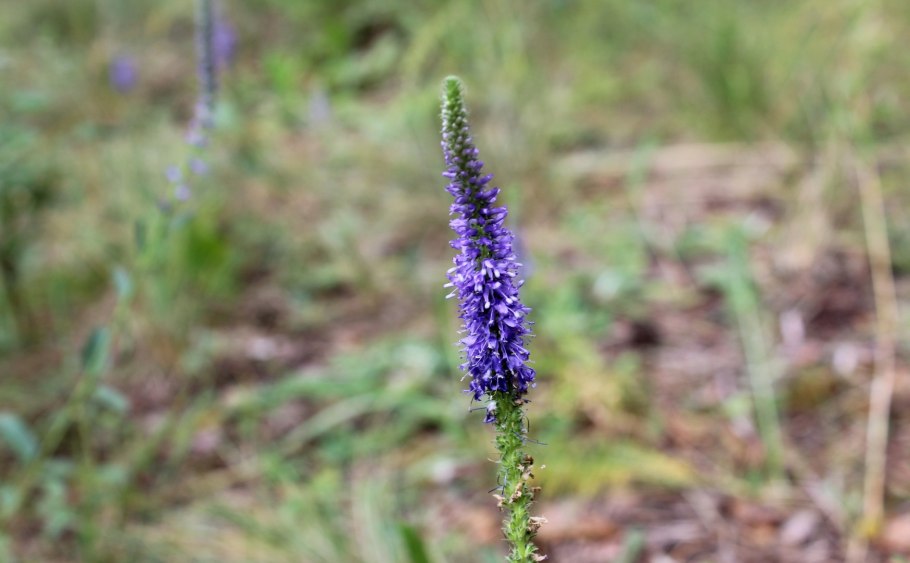 Парафилия широколистная