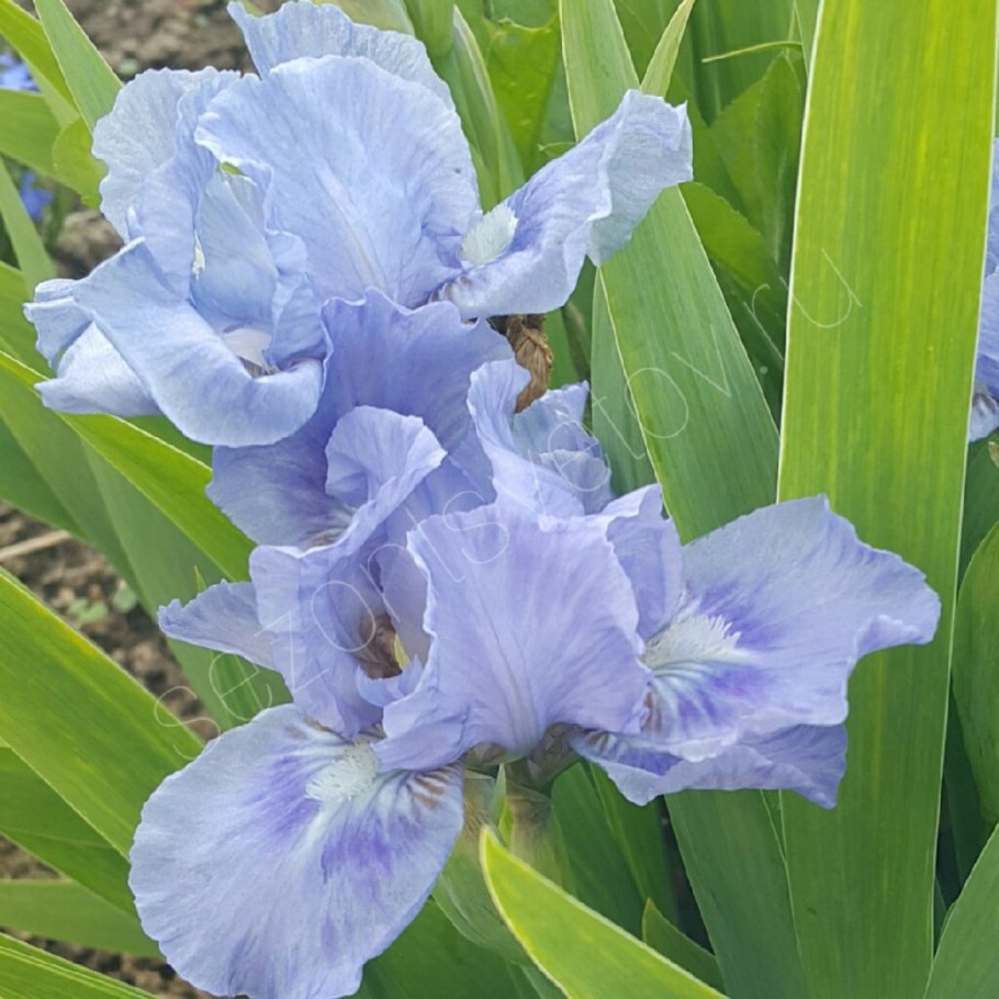 Ирис Banbury Ruffles