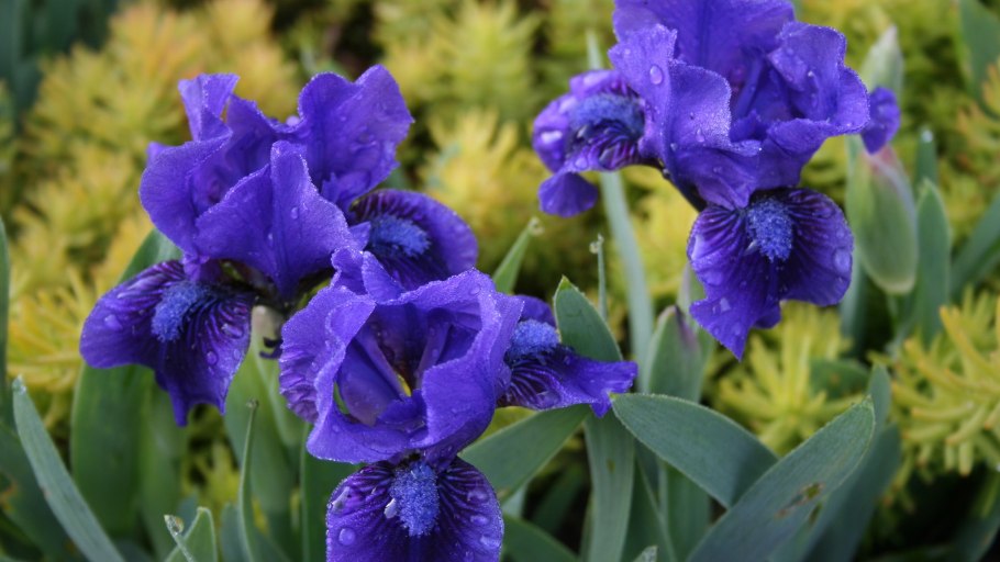 Ирис карликовый petit Polka