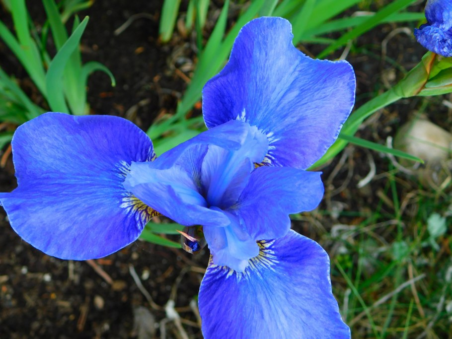 Ирис карликовый (Iris pumila)