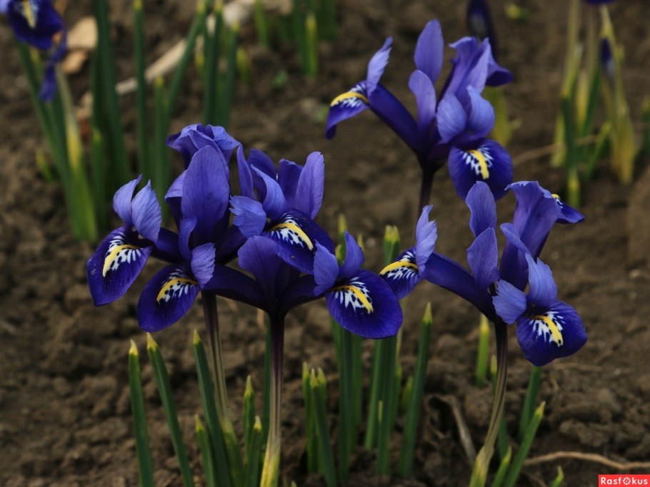 Касатик (Ирис) перепончатый