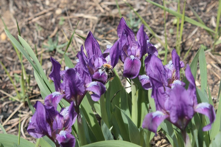 Ирис Касатик карликовый