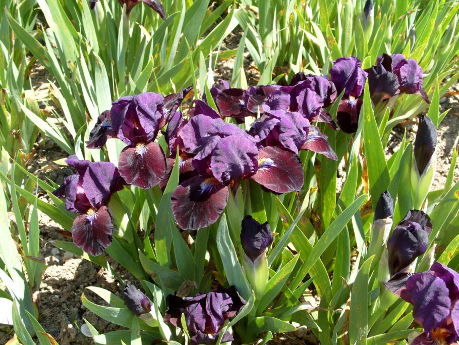 Ирис карликовый черри гарден