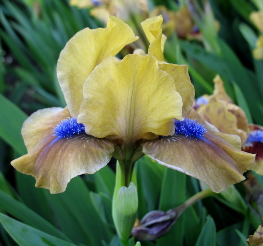 Ирис карликовый (Iris pumila)