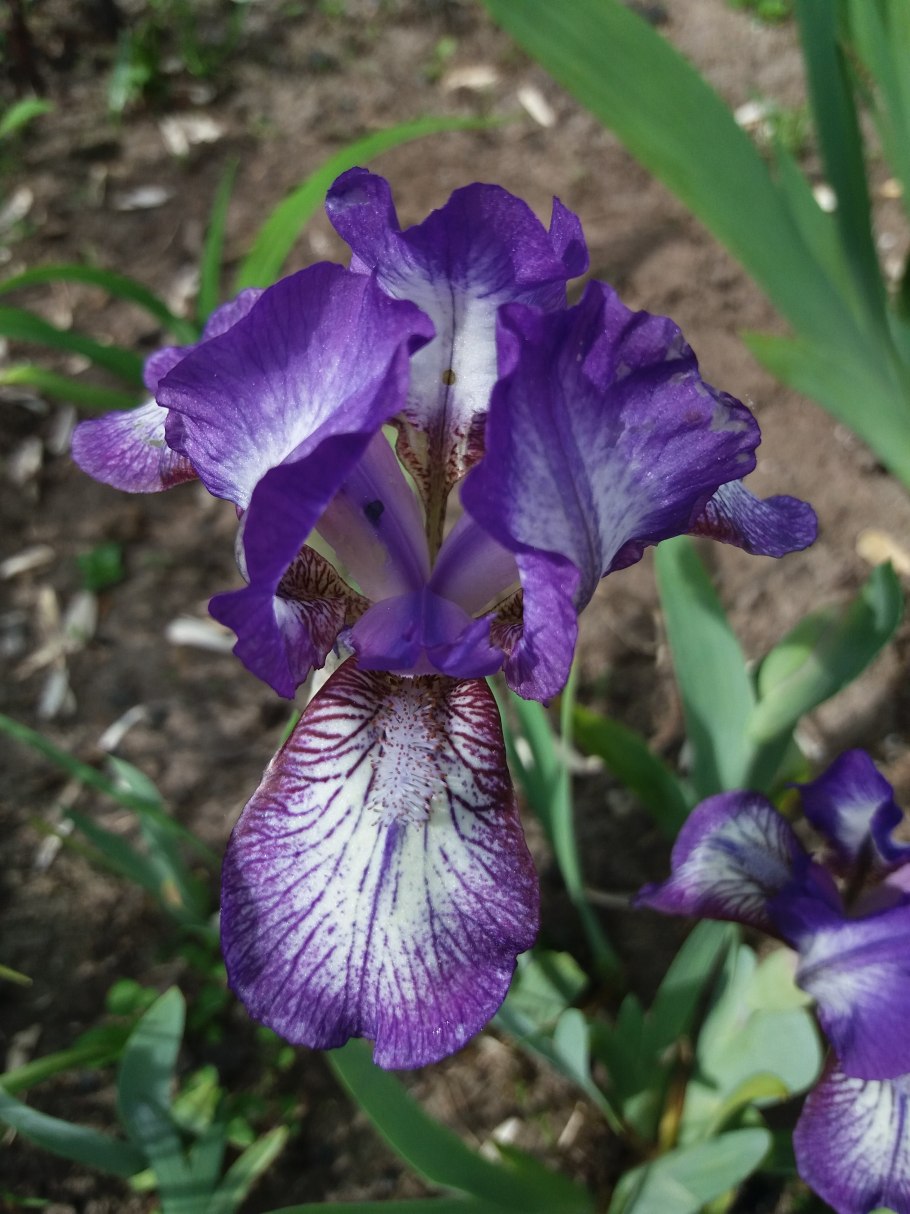 Ирис первоцвет карликовый