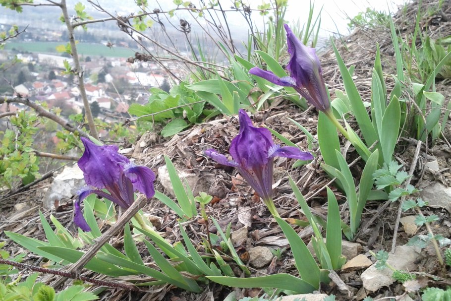 Касатик приземистый (Iris humilis)