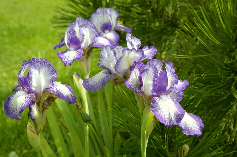 Иридодиктиум Ирис сетчатый