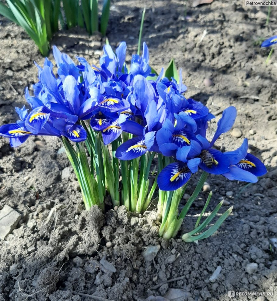 Иридодиктиум ирис желтый