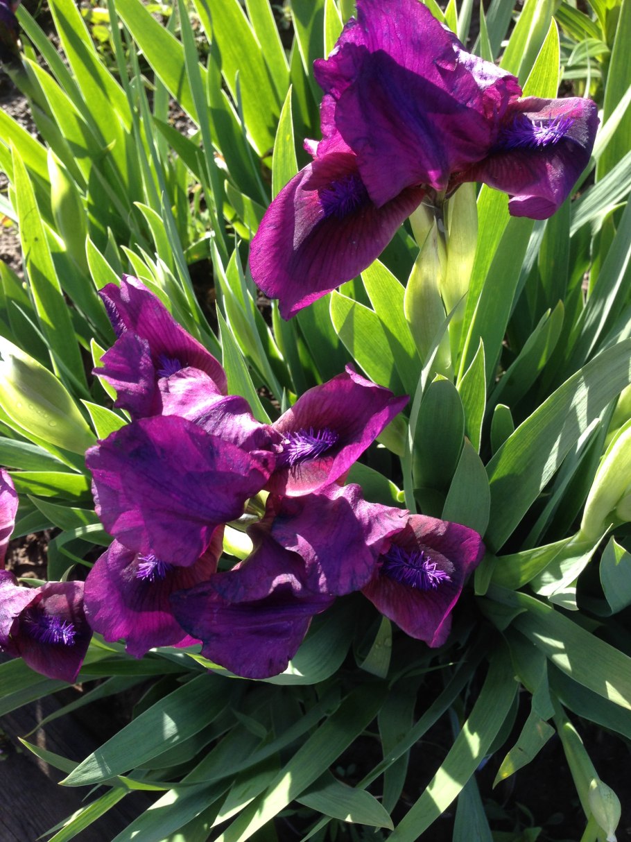 Ирис кожистый