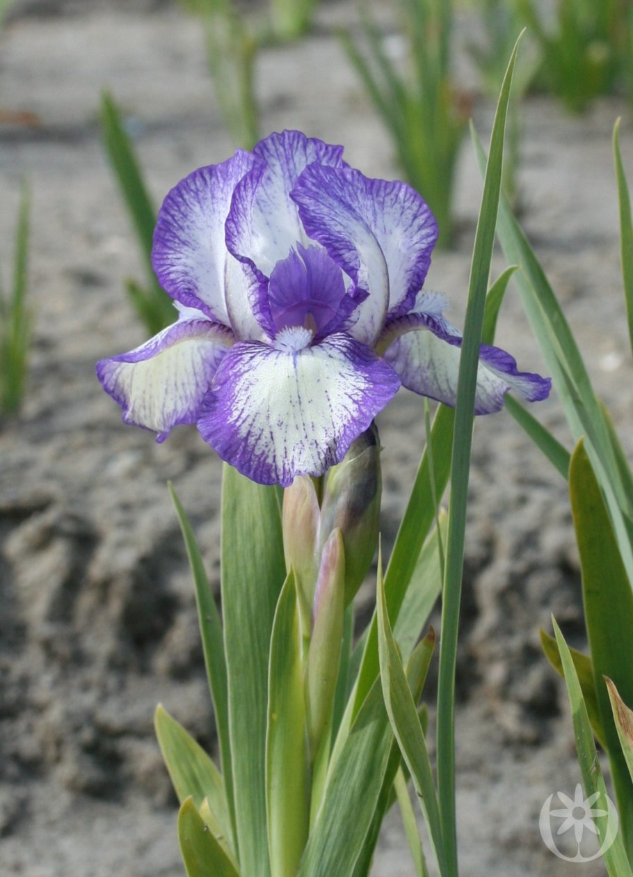 Ирис карликовый (iris pumila)