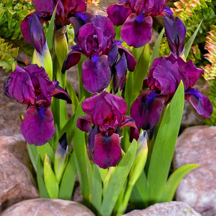 Ирис карликовый Литтл шадоу