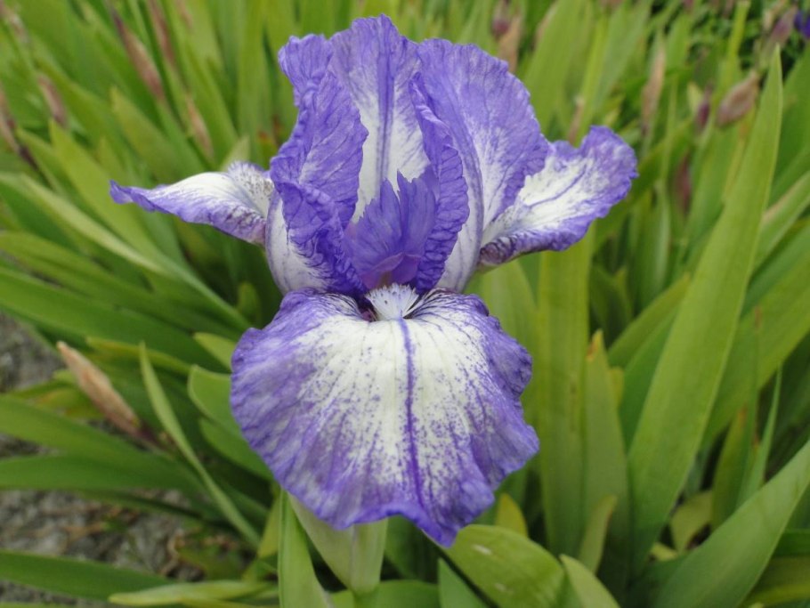 Ирис черри Гарден