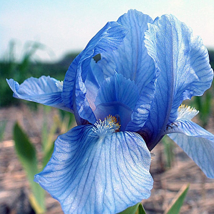 Ирис Касатик карликовый