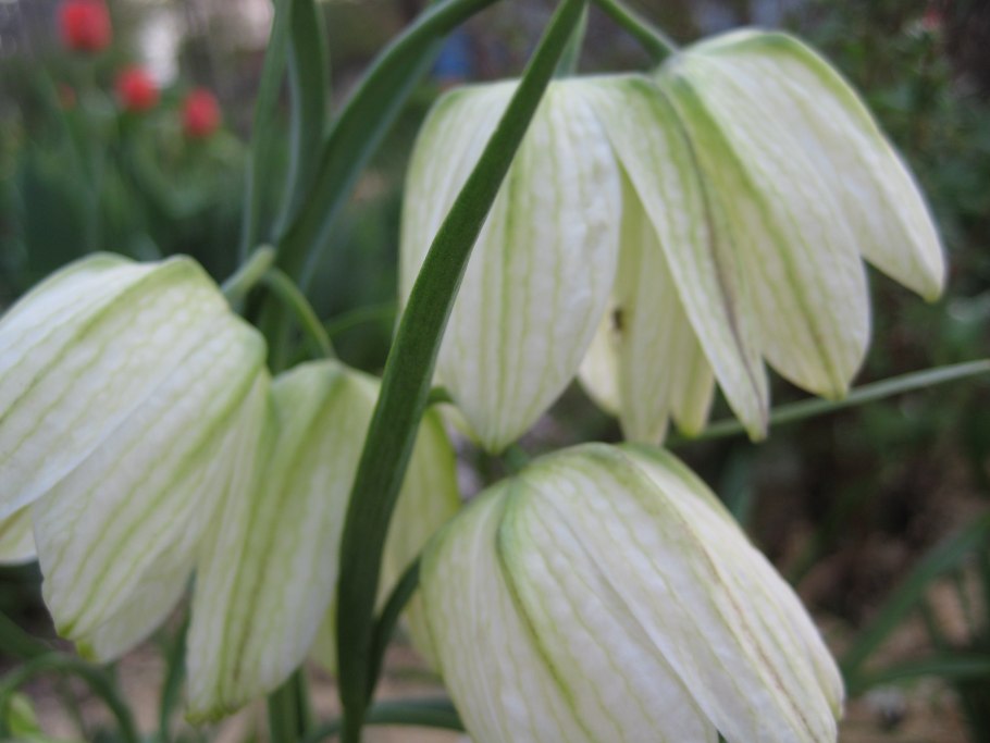 Fritillaria pallidiflora