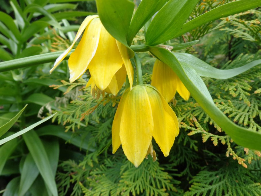 Fritillaria stenanthera