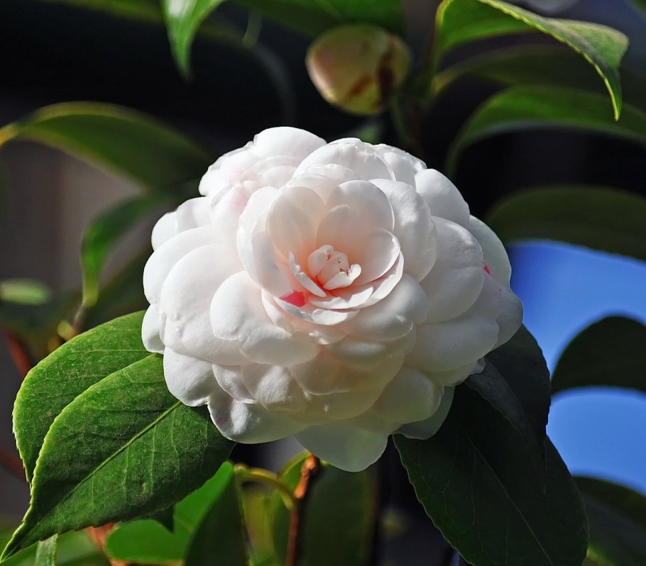 Миддлемист Камелия