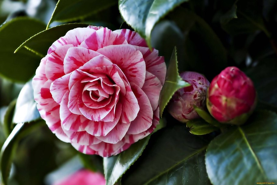 Камелия японская Camellia japonica