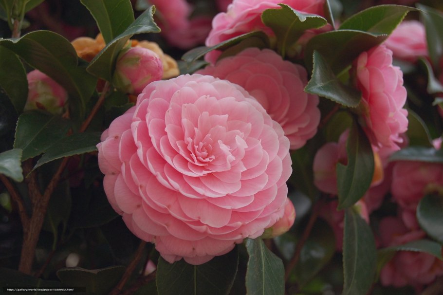 Миддлемист Камелия