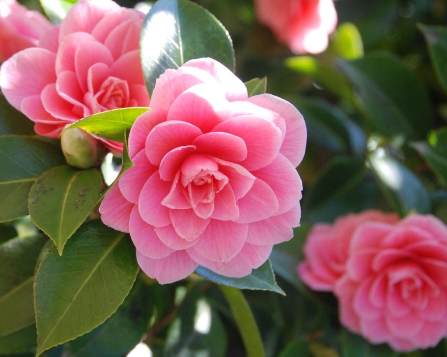 Миддлберийская розовая Камелия