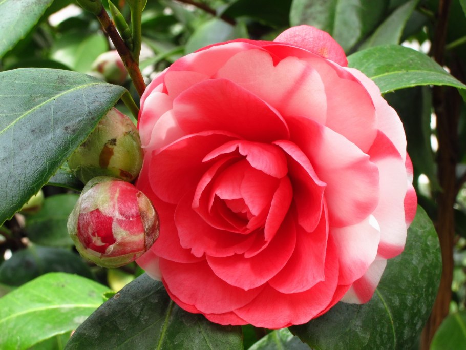 Камелия Японика