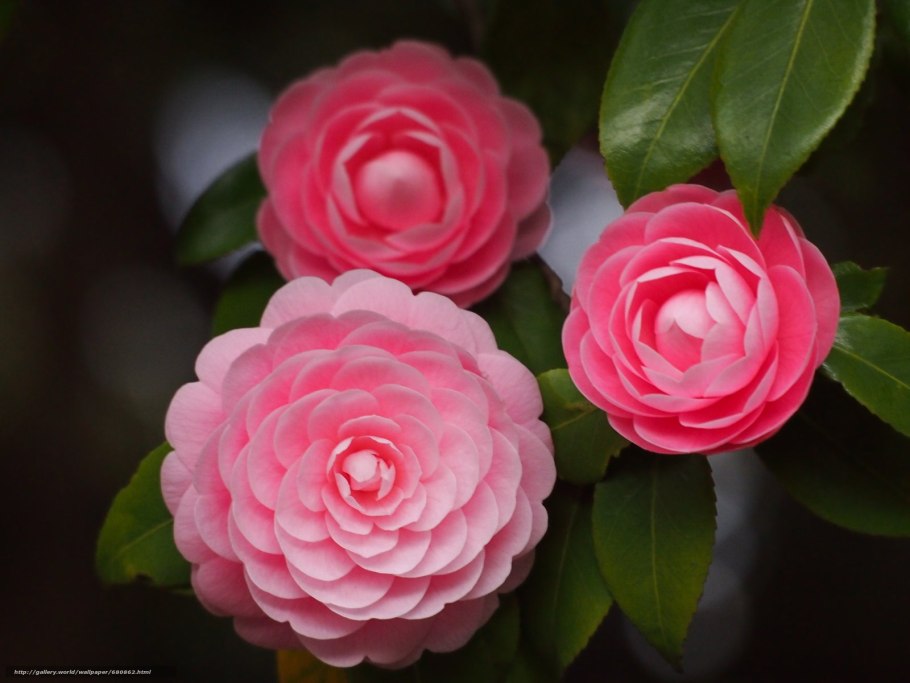 Камелии куст