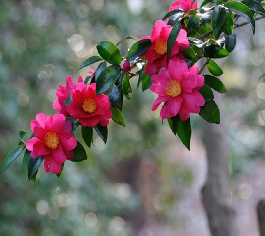 Камелия махровая