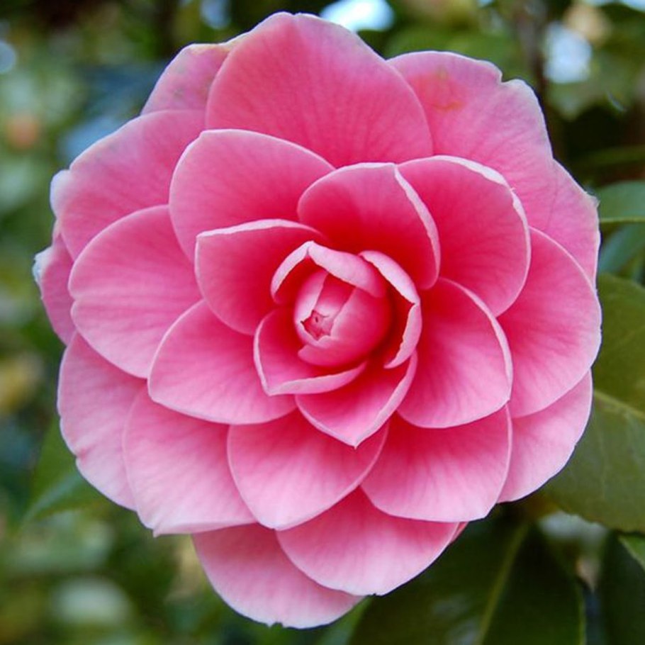 Миддлемист Камелия