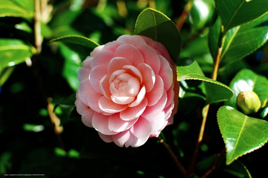 Камелия японская camellia japonica