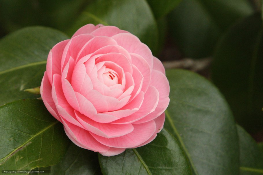 Камелия Дабл Уайт